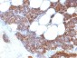  Parathyroid Hormone (PTH) (N-Terminal) Antibody - With BSA and Azide